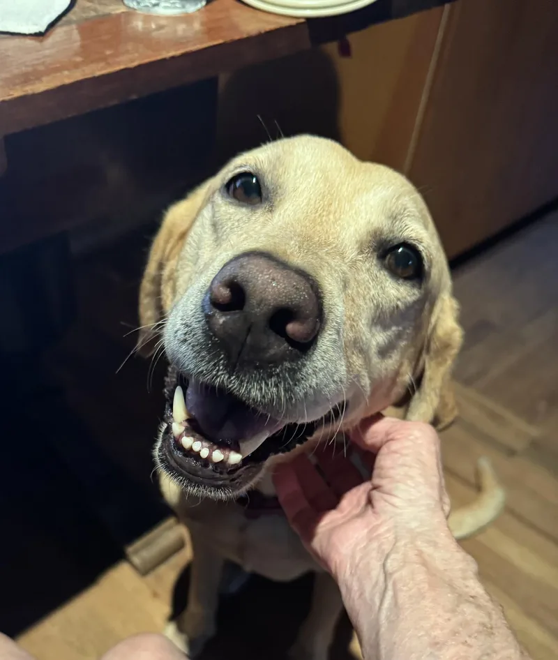 Daisy Mae thumbnail 3