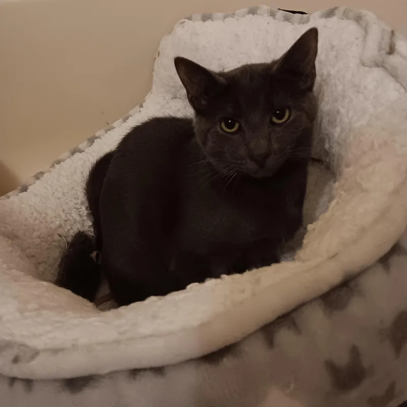 A baby small-sized male Gray / Blue / Silver Domestic Short Hair cat named Bluey for adoption in Melrose, MA