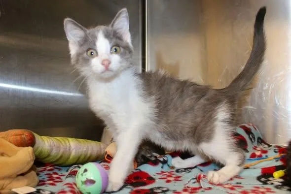 A baby medium-sized male Gray & White Domestic Short Hair cat named Colby for adoption in Brazil, IN