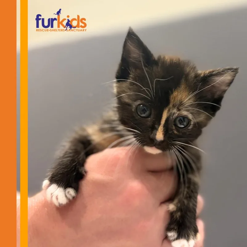 A baby small-sized female Domestic Short Hair cat named Bombshell for adoption in Cumming, GA