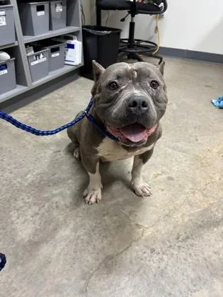 An adult large-sized male Mixed Breed dog named Bruce for adoption in Barnesville, GA