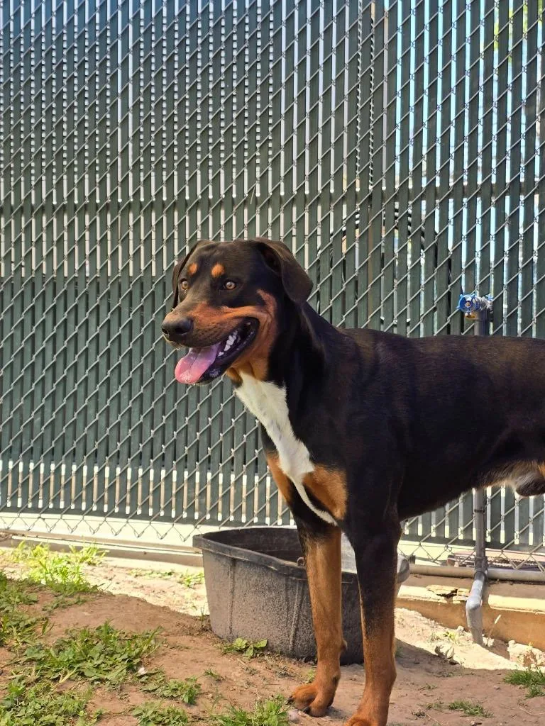 A young medium-sized male Rottweiler dog named Maverick for adoption in Humble, TX