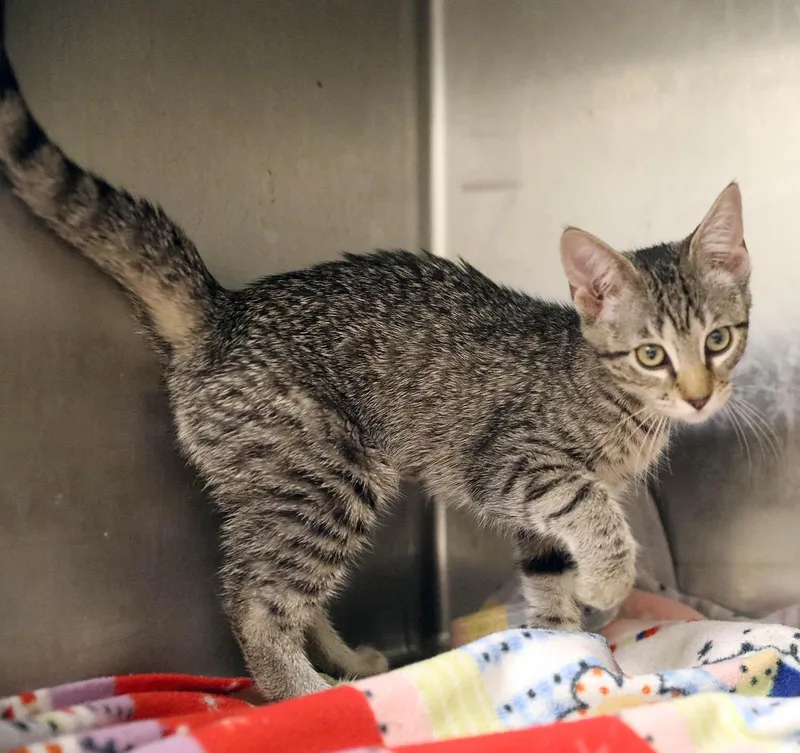 A baby small-sized female Tabby (Brown / Chocolate) Domestic Short Hair cat named Jackie for adoption in Lambertville, NJ