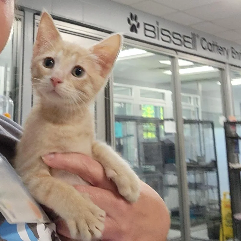A baby small-sized male Buff / Tan / Fawn Domestic Short Hair cat named Booyah for adoption in Grand Rapids, MI