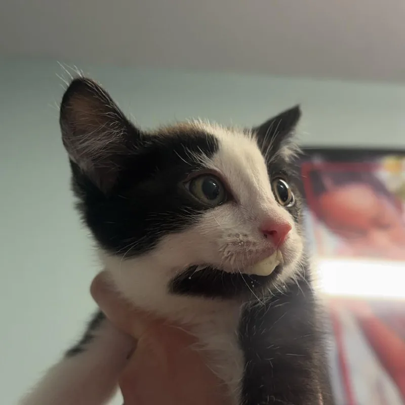 A baby small-sized female Black Domestic Short Hair cat named Pothos for adoption in Edwardsville, IL