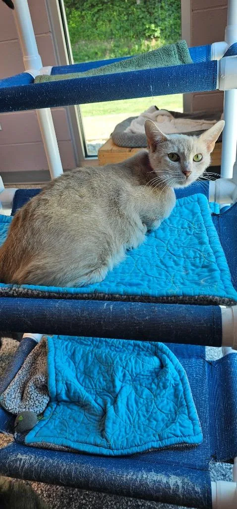 A young medium-sized female Domestic Short Hair cat named Honeybun for adoption in Athens, TN