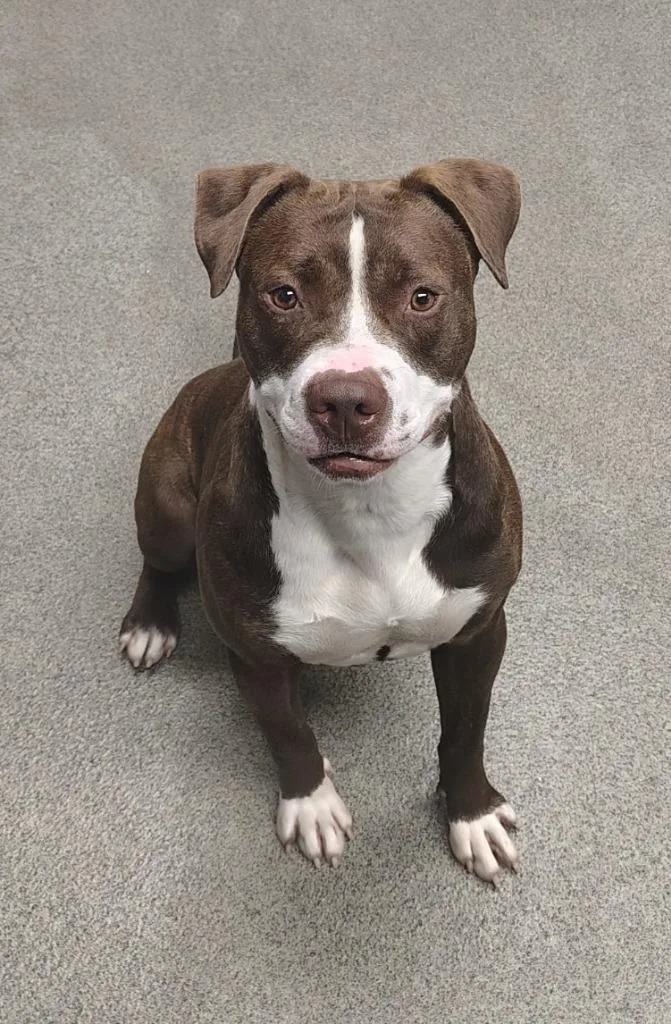 A young large-sized female Pit Bull Terrier dog named Penelope for adoption in Fremont, OH