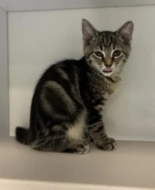 A baby small-sized male Domestic Short Hair cat named Piglet for adoption in Salt Lake City, UT