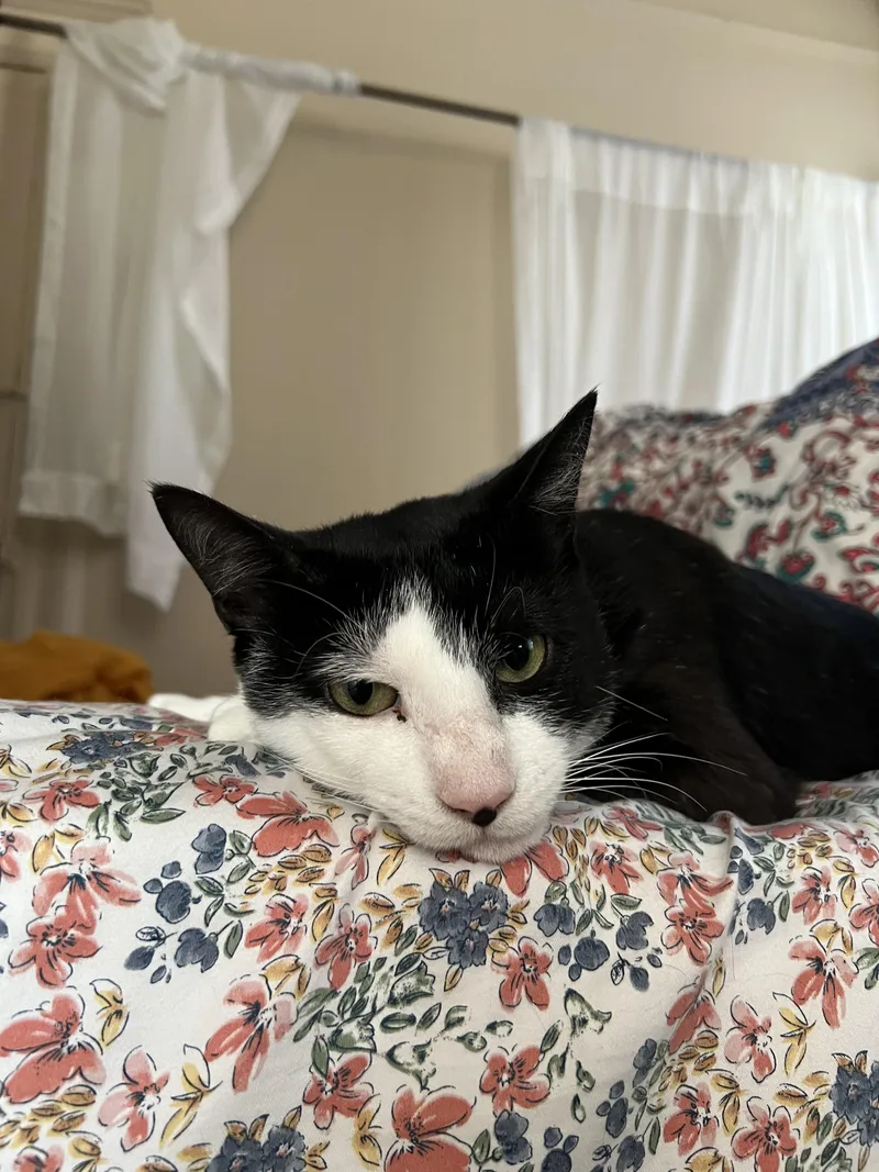 A young medium-sized male Tuxedo cat named Pebbles for adoption in Brooklyn, NY