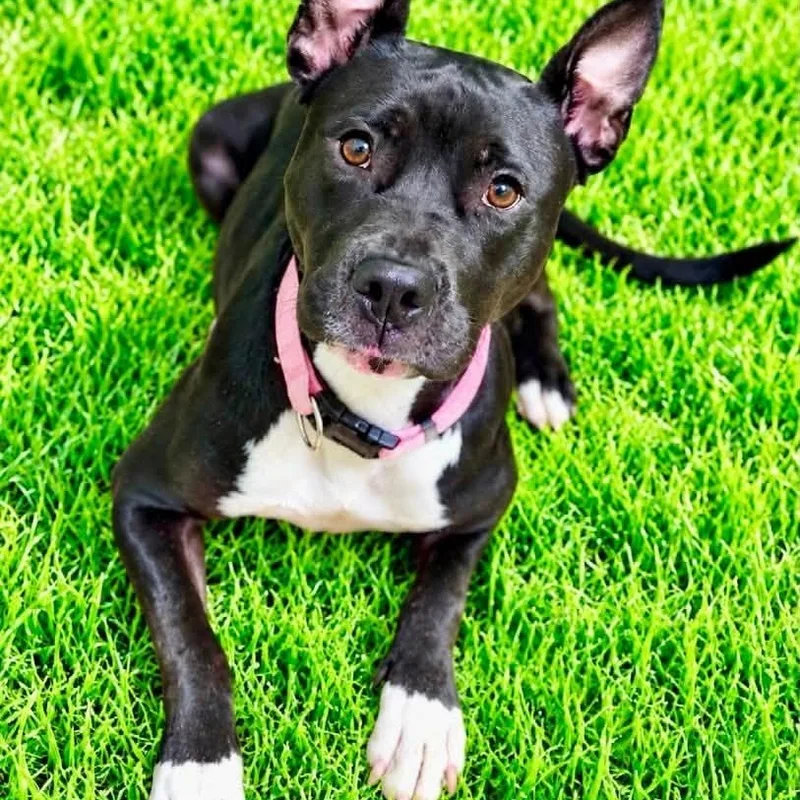 A young medium-sized female Black Terrier dog named Oreo for adoption in Battle Creek, MI