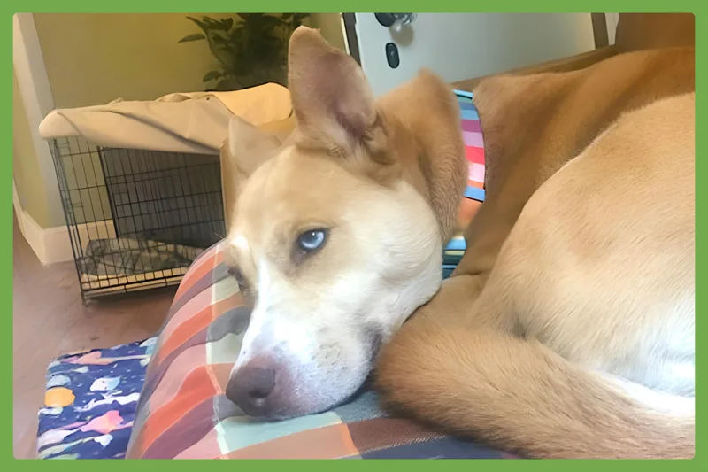 A young medium-sized female Golden Siberian Husky dog named Stella for adoption in Amherst, MA