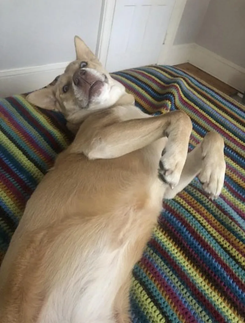 Stella thumbnail 3