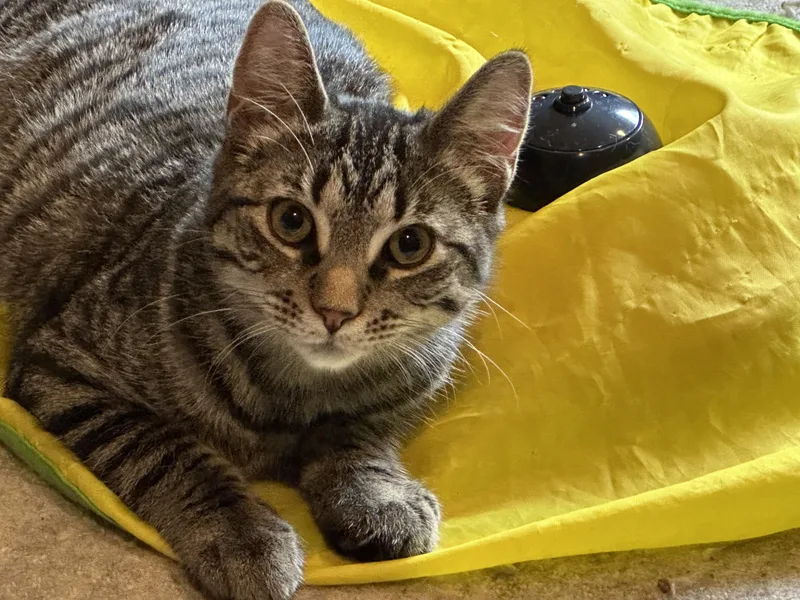 An adult small-sized female Tabby (Buff / Tan / Fawn) Tabby cat named Annie for adoption in Philadelphia, PA