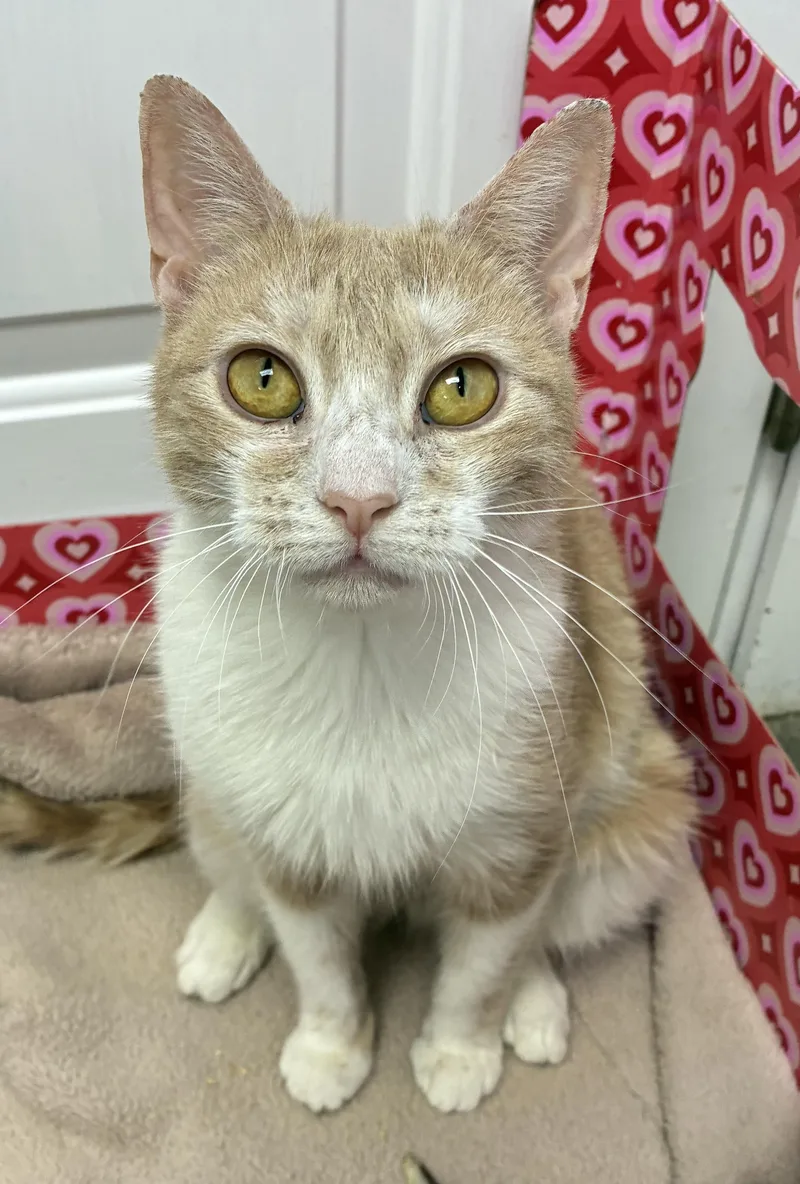 An adult medium-sized female Buff & White Domestic Short Hair cat named Minute Maid for adoption in Breinigsville, PA