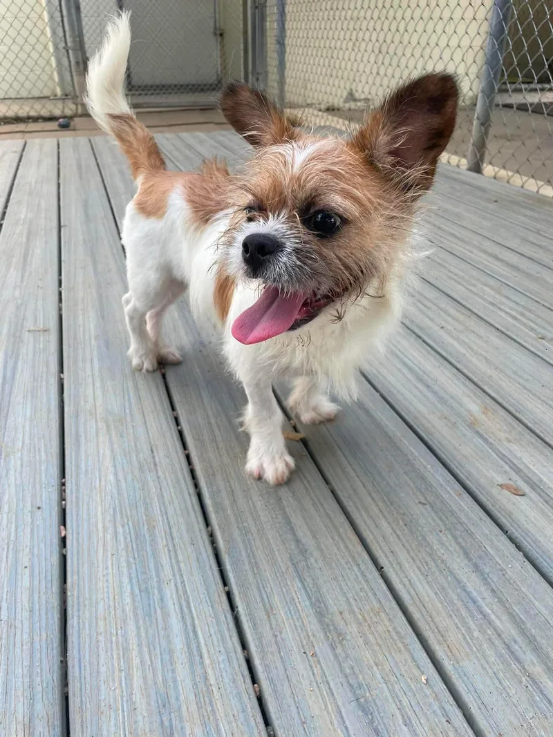 A baby small-sized male Tricolor (Brown, Black, & White) Terrier dog named Rush for adoption in Tomball, TX
