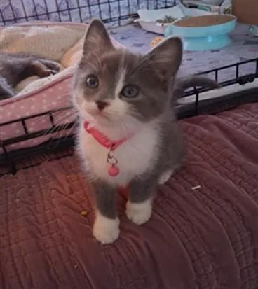 A baby small-sized female Domestic Short Hair cat named Eloise for adoption in Van Nuys, CA