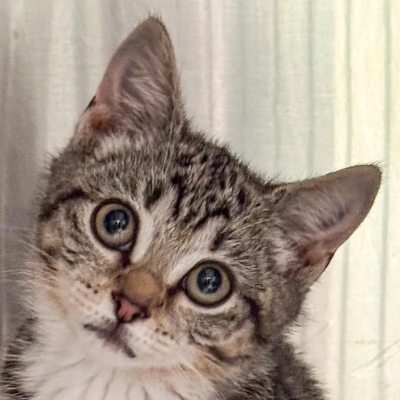 A baby small-sized female Brown / Chocolate Domestic Short Hair cat named Bismarck Bonded w Bear for adoption in Kennebunk, ME