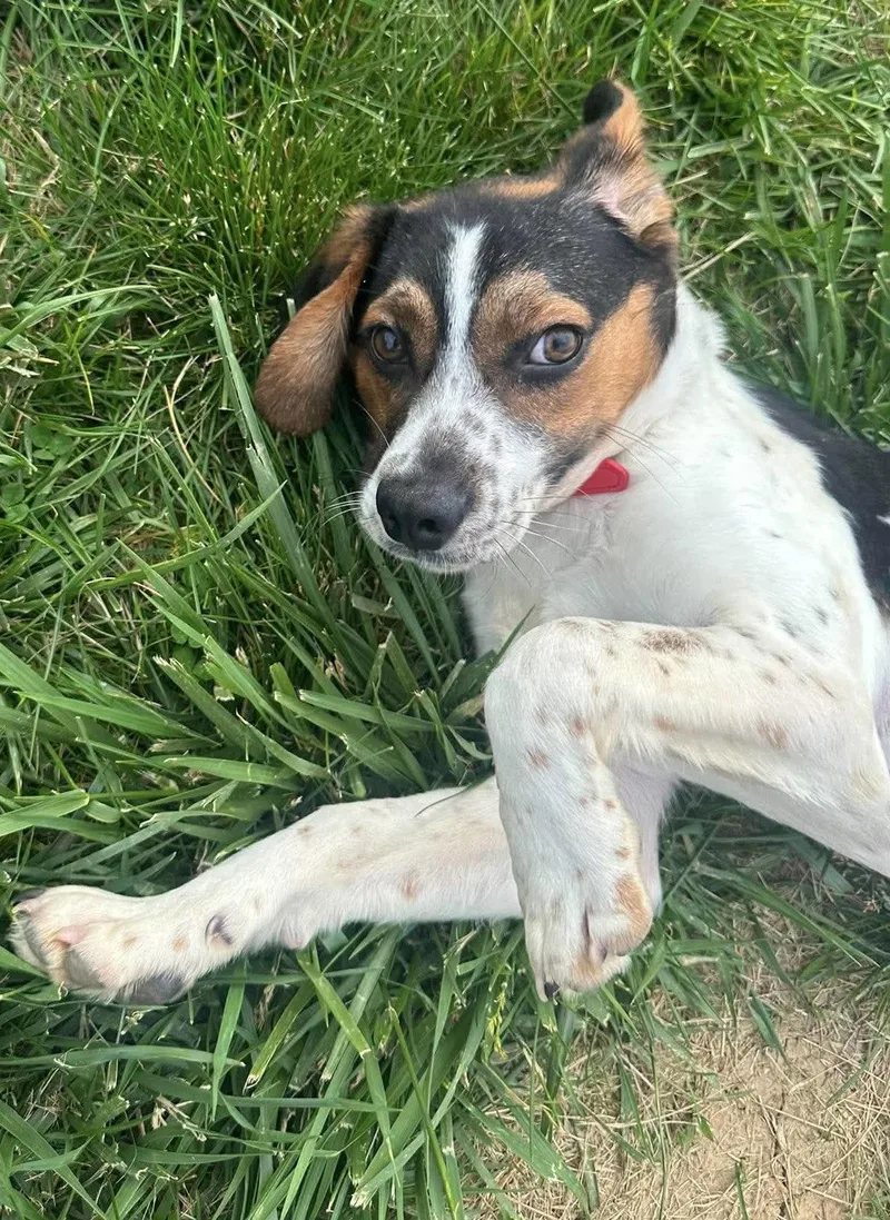 A young medium-sized male Beagle dog named Cash for adoption in Steeleville, IL