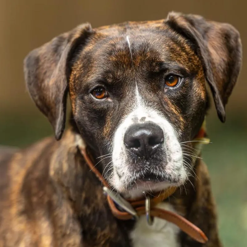 An adult medium-sized female Brindle Mixed Breed dog named Angel Muffin for adoption in Decatur, GA