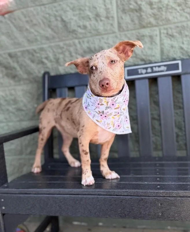 A baby medium-sized female Tricolor (Brown, Black, & White) Dachshund dog named Limo for adoption in Maryville, TN