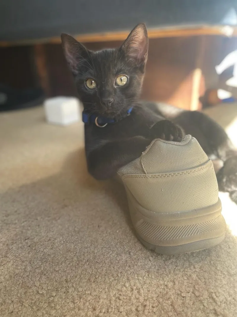 A young medium-sized male Black Domestic Short Hair cat named Hercules for adoption in Fayetteville, NC