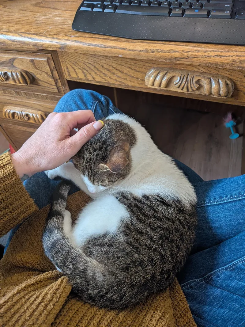 A young medium-sized female White Domestic Short Hair cat named Mirabelle for adoption in Denver, CO