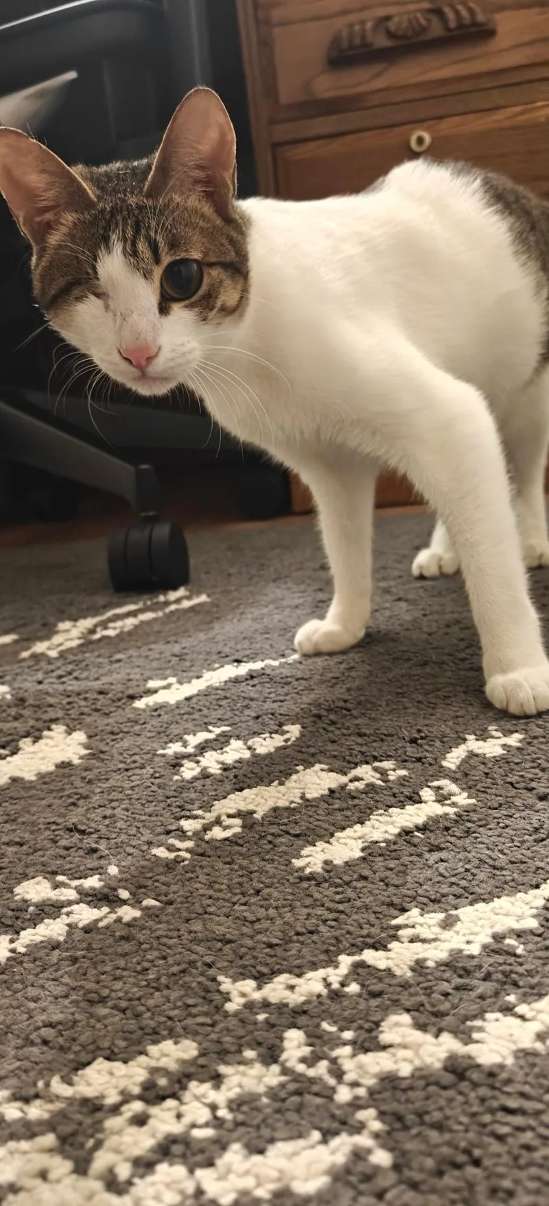Mirabelle thumbnail 3