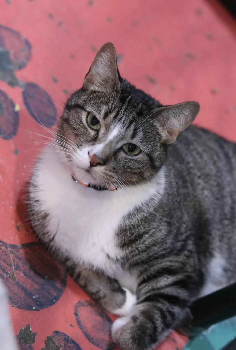An adult large-sized male Domestic Short Hair cat named Mango for adoption in Havertown, PA