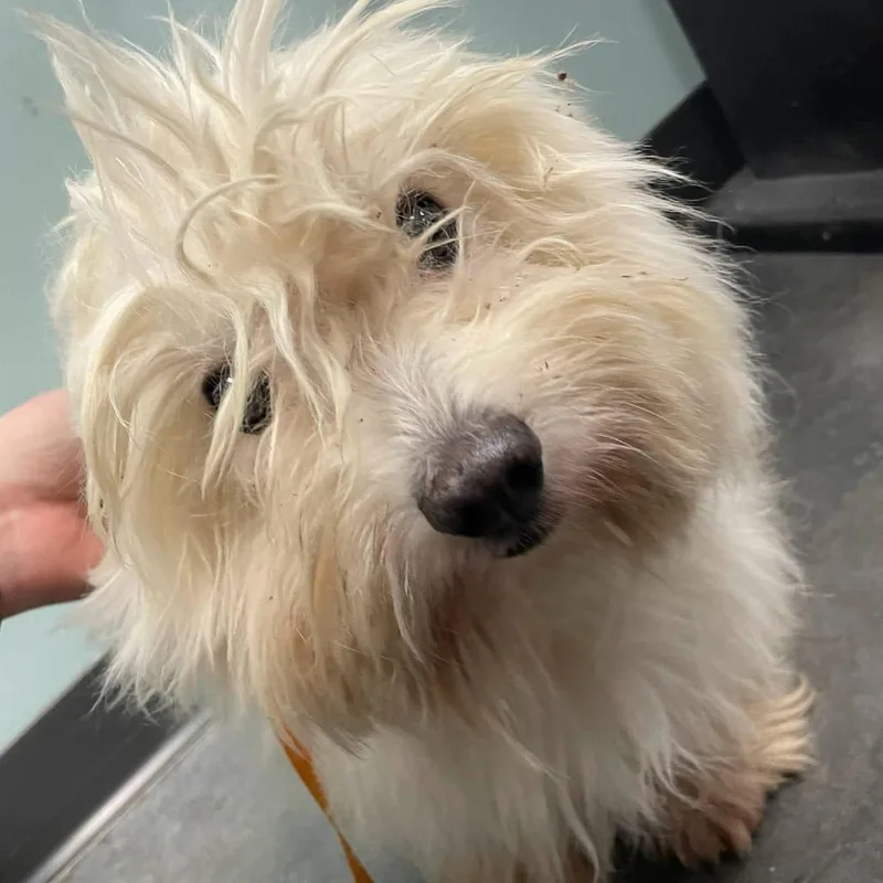 An adult small-sized male White / Cream Mixed Breed dog named Judge for adoption in Dickinson, TX