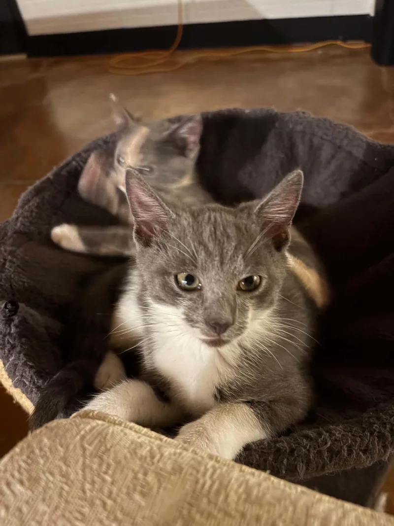 A baby medium-sized male Gray & White Domestic Short Hair cat named Smart Cookie for adoption in Alpharetta, GA