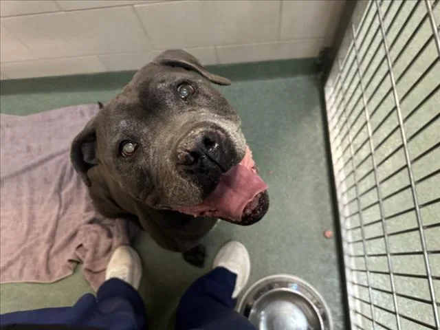 A senior large-sized male Mixed Breed dog named Wally for adoption in Santa Fe, NM