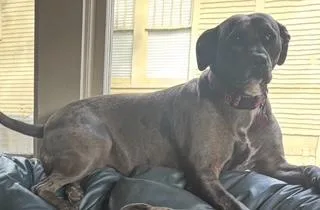 An adult medium-sized female Gray / Blue / Silver Catahoula Leopard Dog dog named Stella for adoption in Little Rock, AR
