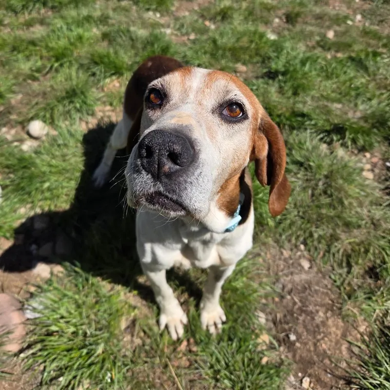 Darla