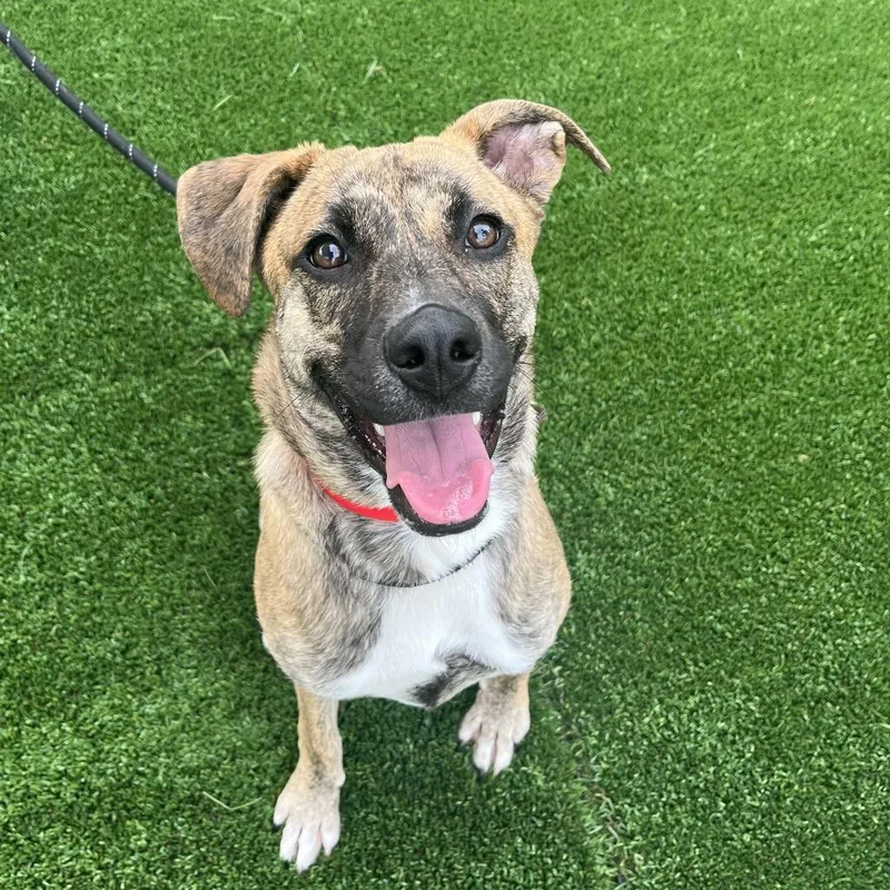 A young medium-sized female Brindle Plott Hound dog named Cecelia for adoption in Naperville, IL