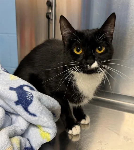 A young medium-sized female Domestic Short Hair cat named Tweet for adoption in Minneapolis, MN