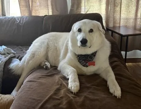 A senior large-sized male White / Cream Great Pyrenees dog named Hamilton for adoption in Kiowa, OK
