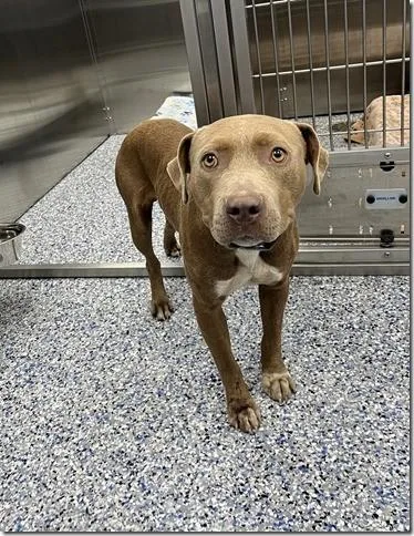 A young medium-sized male American Bully dog named Scrappy Shy and Submissive for adoption in Charlottesville, VA