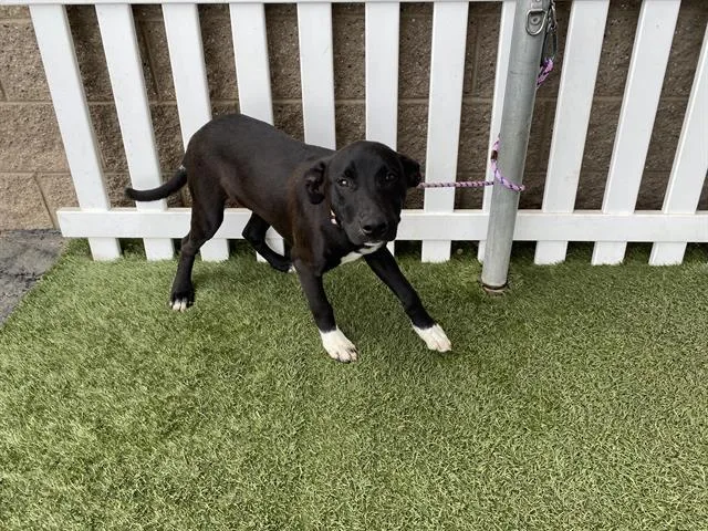 A young small-sized male Border Collie dog named Old Man for adoption in Modesto, CA