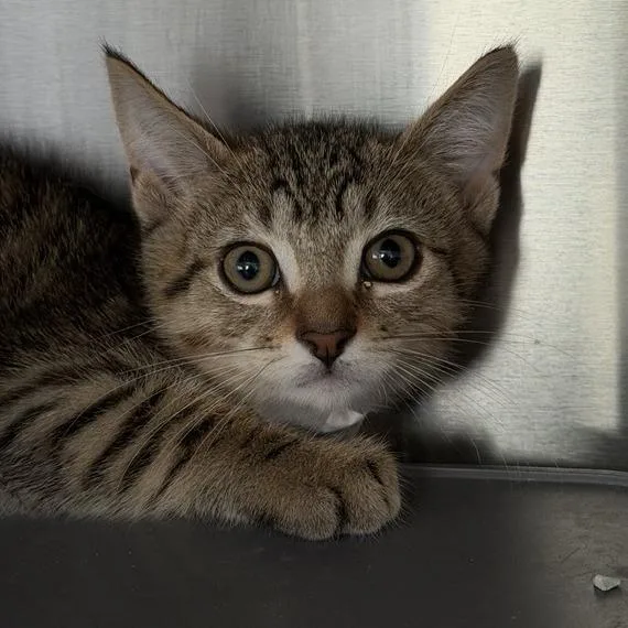A baby small-sized male Domestic Short Hair cat named Akira for adoption in Los Angeles, CA