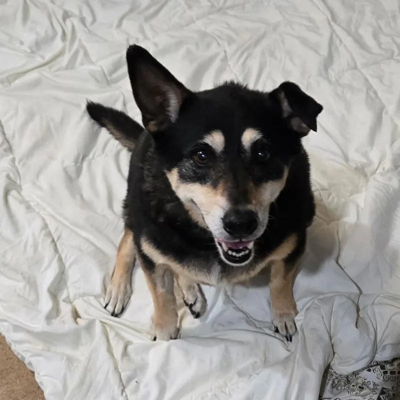 A senior medium-sized female Black Mixed Breed dog named Bella for adoption in Leander, TX