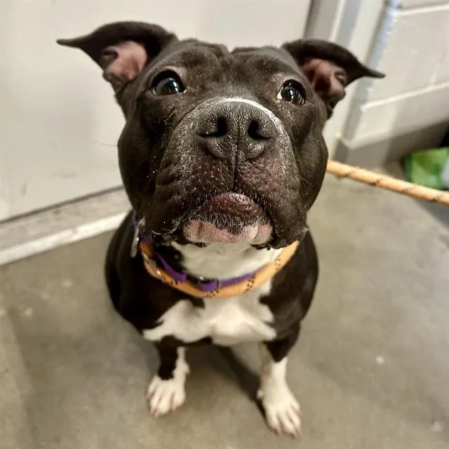 Coco