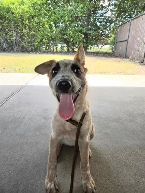 A baby small-sized female Australian Cattle Dog / Blue Heeler dog named Sage for adoption in Killeen, TX