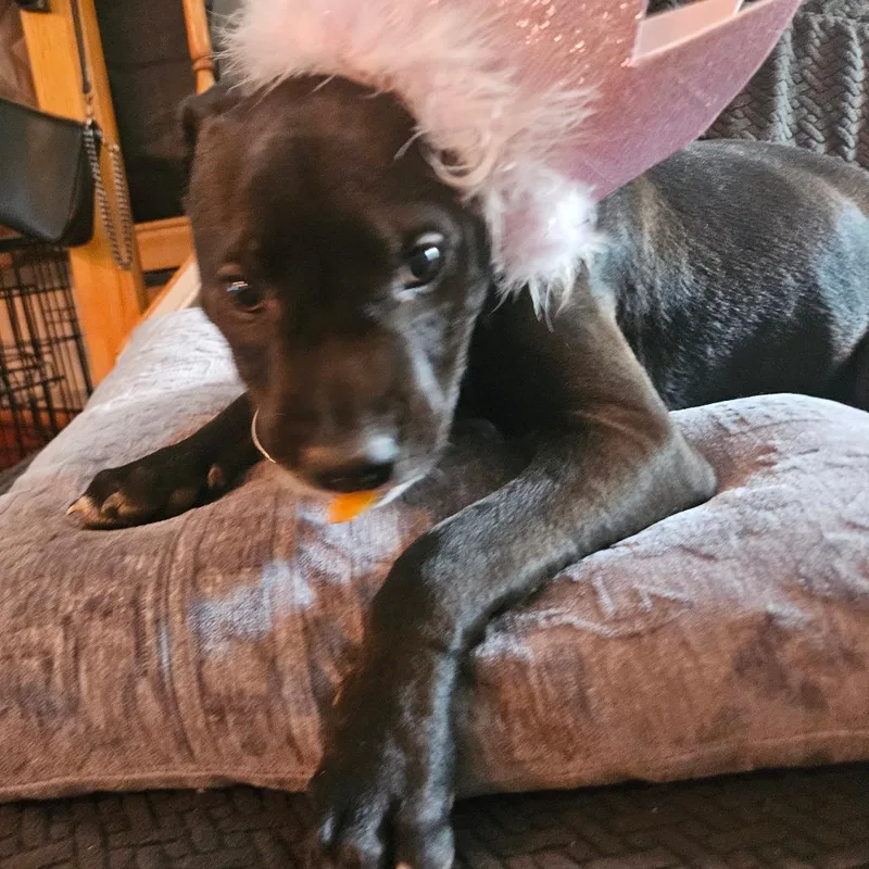 Tamsyn's Team Pup: Twinkle