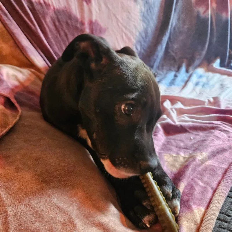 Tamsyn's Team Pup: Twinkle thumbnail 2