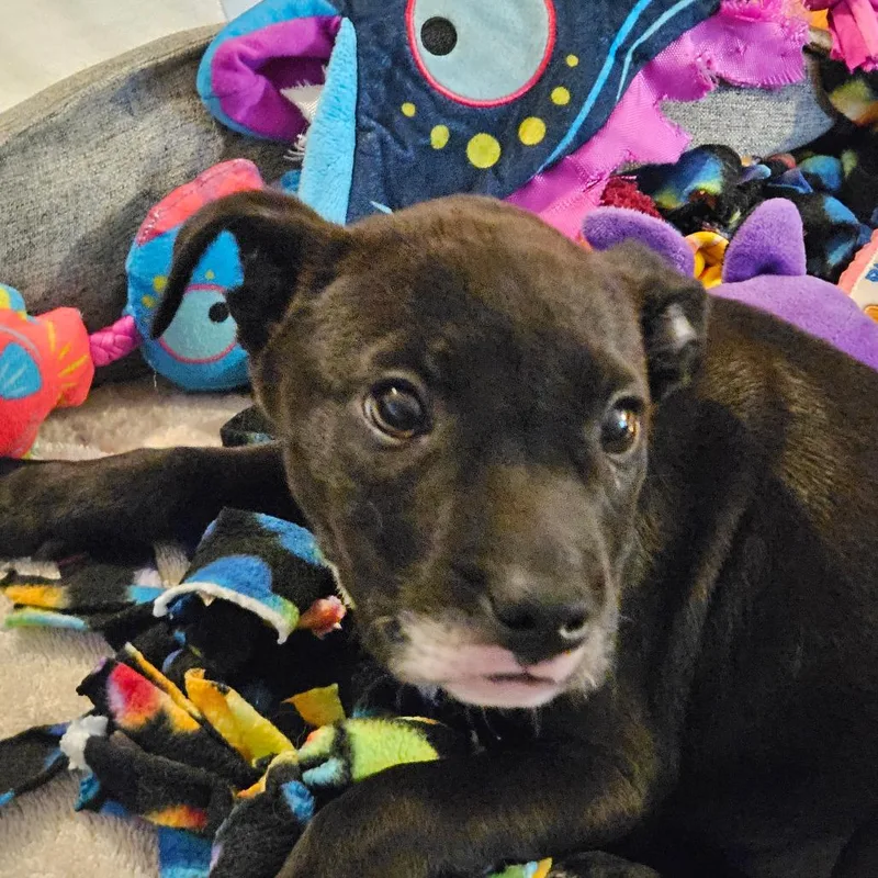 Tamsyn's Team Pup: Twinkle thumbnail 3