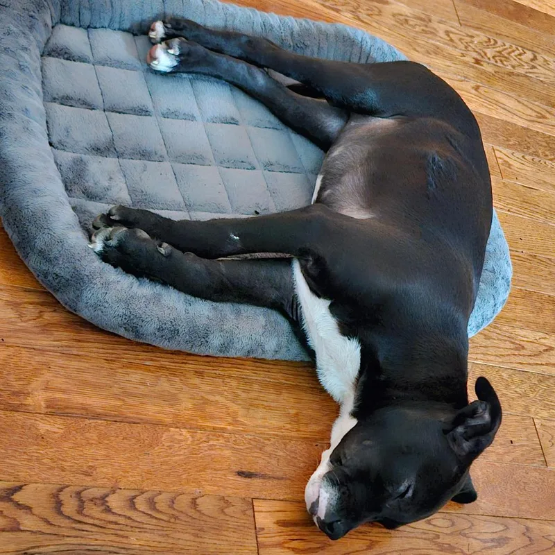 Tamsyn's Team Pup: Twinkle thumbnail 4