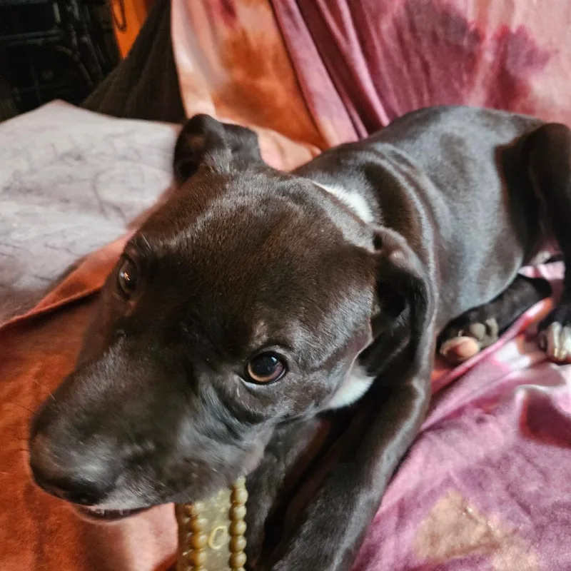 Tamsyn's Team Pup: Twinkle thumbnail 6