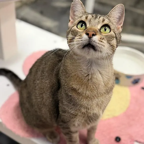 Scarlet  Bonded Buddy