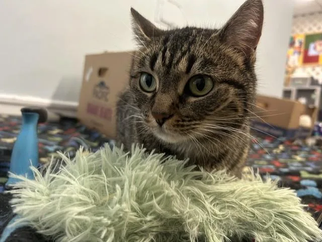 An adult large-sized male Tabby (Brown / Chocolate) Domestic Short Hair cat named Meatball & Spaghetti for adoption in Chicago, IL