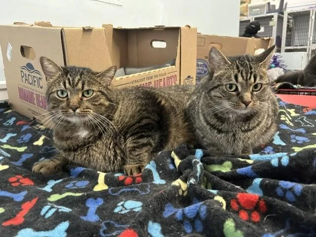 Meatball & Spaghetti thumbnail 4